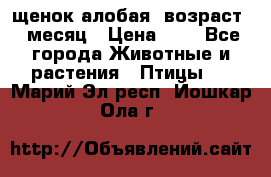 щенок алобая .возраст 1 месяц › Цена ­ 7 - Все города Животные и растения » Птицы   . Марий Эл респ.,Йошкар-Ола г.